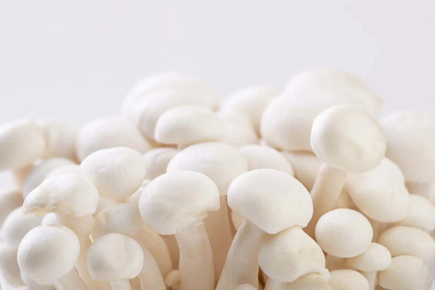 Milky Mushroom